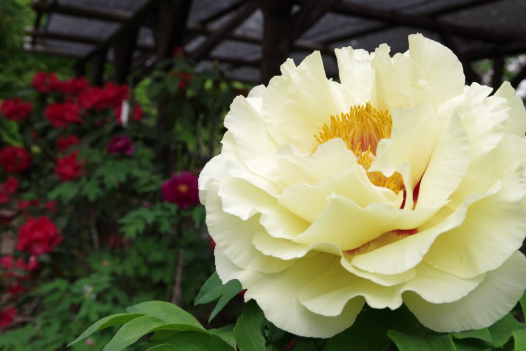 ぼたん・しゃくやく写真展　作品募集 | 町田市フォトサロン