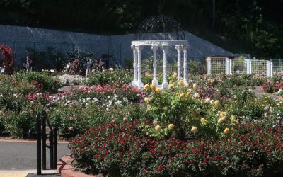 野津田公園ばら広場(24年5月撮影)