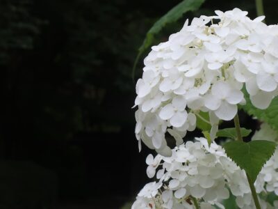 薬師池公園