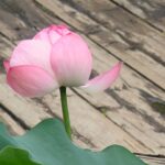 はすの花写真展
