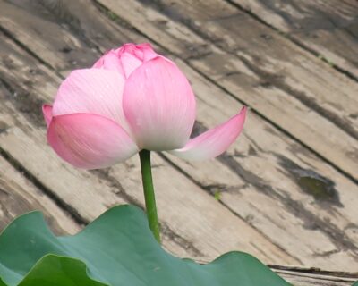 はすの花写真展