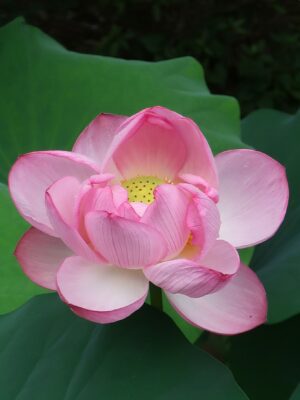 はすの花写真展