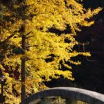 秋の薬師池公園撮影会