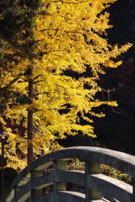 秋の薬師池公園撮影会