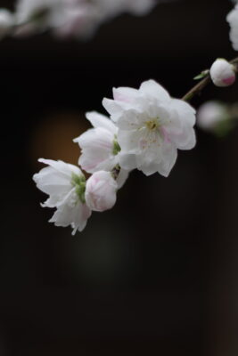 2603春の撮影会02